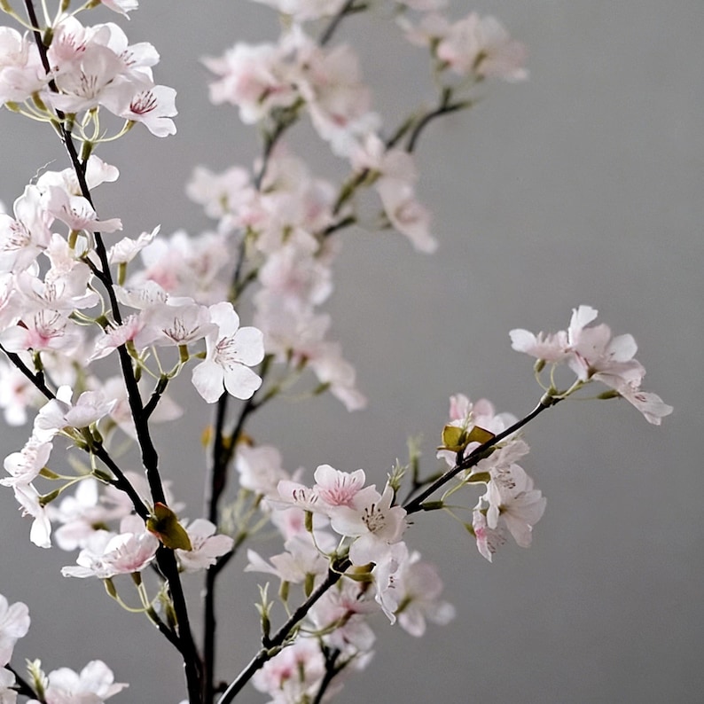 May include: Close-up of a flowering branch with delicate, pale pink blossoms. The flowers have multiple petals and a subtle pink center. The branches are dark brown, creating a contrast with the soft pink flowers. The background is a muted gray.