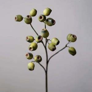 May include: A close-up of a sprig of eucalyptus seed pods. The pods are a pale green color with a dark brown interior. The stem is a dark brown color. The background is a light gray color.
