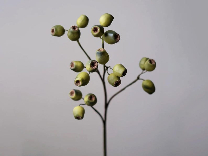 May include: A close-up of a sprig of eucalyptus seed pods. The pods are a pale green color with a dark brown interior. The stem is a dark brown color. The background is a light gray color.