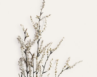 May include: A tall, slender botanical stem featuring multiple branching twigs covered in tiny, white, textured flower buds. The thin, dark brown branches extend upward and outward, displaying small, pointed green leaves along the stems.