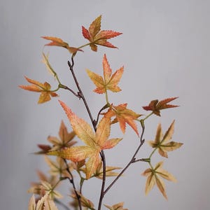 May include: A close-up of a branch with several maple leaves. The leaves are a mix of orange, yellow, and red hues, with a few green leaves. The branch is a dark brown color, and the background is a light gray.