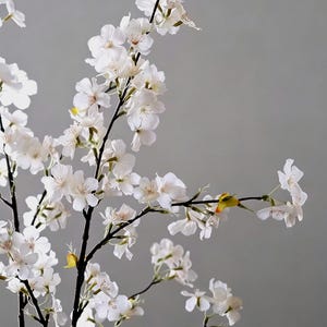 May include: Close-up of white cherry blossom branches with delicate, layered petals. The branches are dark brown, and the background is a soft gray. The flowers are in full bloom, creating a sense of spring and natural beauty.