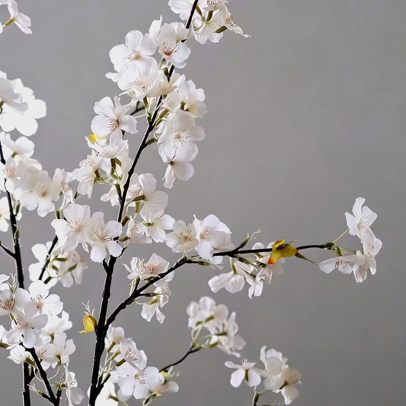 May include: Close-up of white cherry blossom branches with delicate, layered petals. The branches are dark brown, and the background is a soft gray. The flowers are in full bloom, creating a sense of spring and natural beauty.