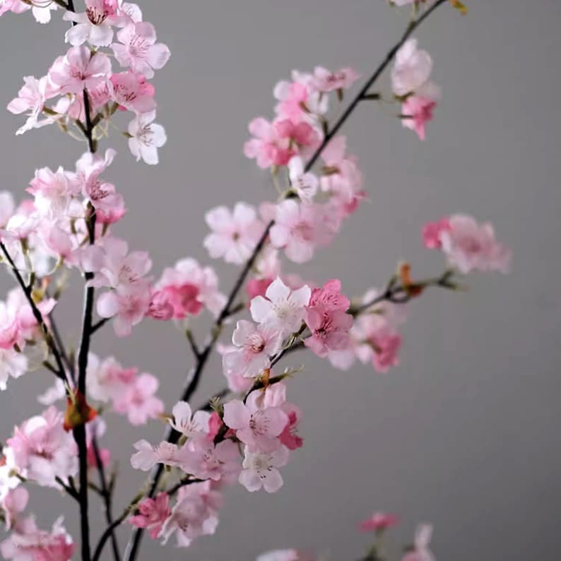 May include: Close-up of a flowering branch with delicate pink cherry blossoms. The flowers vary in shades of pink, from light to deep, against dark branches. The background is a soft gray.