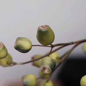 May include: Close-up of a branch with several green, olive-shaped berries. The berries have a textured surface and a brown, exposed center. The branch is brown and the background is a soft gray.