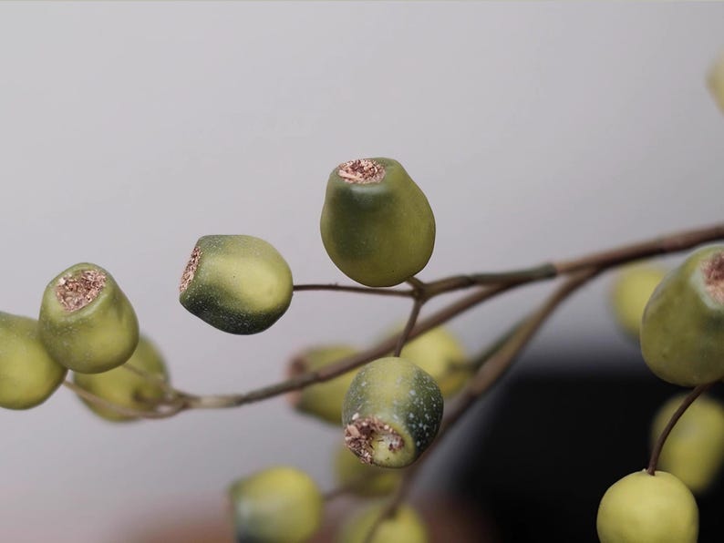 May include: Close-up of a branch with several green, olive-shaped berries. The berries have a textured surface and a brown, exposed center. The branch is brown and the background is a soft gray.