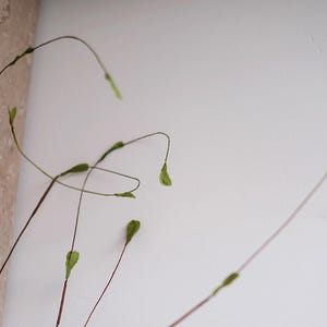May include: Close-up of delicate plant stems with small green leaves against a white background. The stems are thin and brown, with some curving gracefully. The leaves are a vibrant green, adding a pop of color. The image has a natural, minimalist aesthetic.