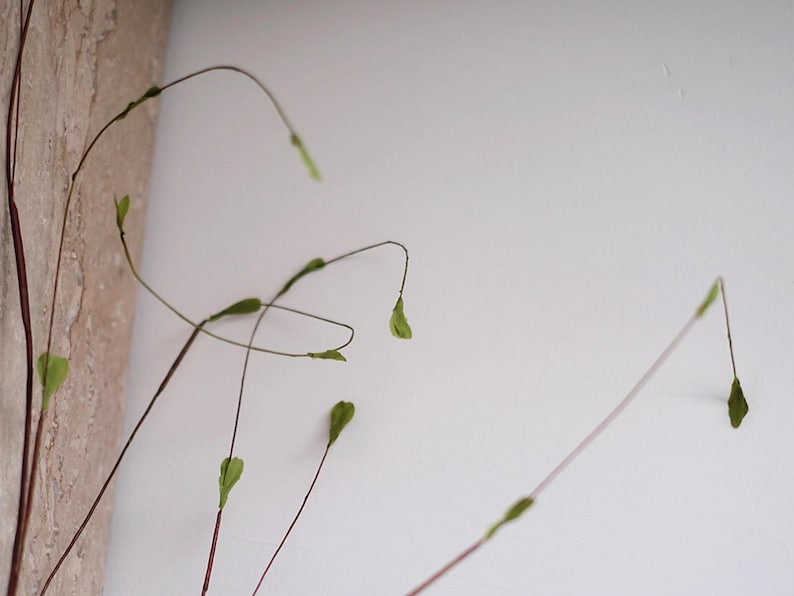 May include: Close-up of delicate plant stems with small green leaves against a white background. The stems are thin and brown, with some curving gracefully. The leaves are a vibrant green, adding a pop of color. The image has a natural, minimalist aesthetic.