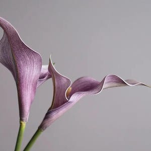 Könnte beinhalten: Nahaufnahme von zwei Calla-Lilien mit lila Blütenblättern und grünen Stielen vor grauem Hintergrund. Die Blütenblätter haben eine zarte, strukturierte Erscheinung mit einem subtilen Farbverlauf. Die Blumen sind in voller Blüte, mit ihren eleganten, geschwungenen Formen.