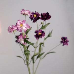 Pode incluir: Um buquê de flores de cosmos com pétalas roxas e brancas e centros amarelos. As flores têm uma aparência enrugada e estão sobre um fundo cinza suave. Caules e folhas verdes contribuem para a estética natural.