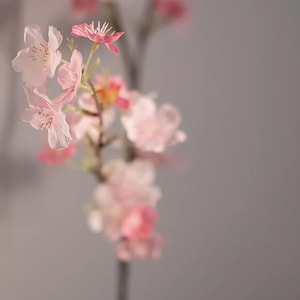 May include: Close-up of a delicate floral arrangement featuring soft pink cherry blossoms. The blossoms have multiple layers of petals and are in various stages of bloom. The background is a soft gray, creating a gentle and serene aesthetic.