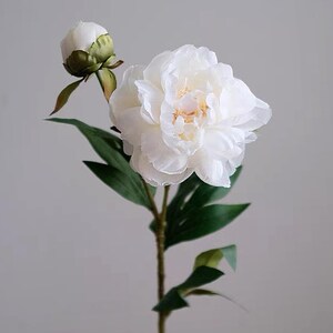 Pode incluir: Uma &uacute;nica flor de pe&oacute;nia branca com um bot&atilde;o floral, folhas verdes e um caule castanho. A flor grande est&aacute; totalmente florida com m&uacute;ltiplas camadas de p&eacute;talas delicadas. O bot&atilde;o floral est&aacute; fechado e as folhas s&atilde;o verde-escuras.
