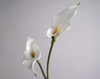May include: Two elegant white calla lilies with yellow centers and green stems against a soft gray background. The flowers have a smooth, petal-like appearance, showcasing a graceful, natural form. A classic floral arrangement.