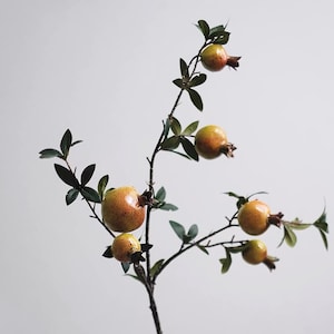 Puede incluir: Una rama con varias granadas maduras. Las granadas son una mezcla de amarillo y naranja con un cáliz marrón rojizo. Hojas de color verde oscuro están dispersas a lo largo de las ramas. El fondo es gris claro liso.