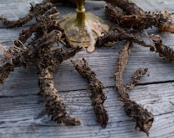 Devils Rib whole root Conjure Magic Hoodoo Healing - Cirsium oleraceum Root