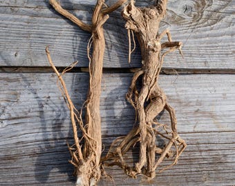 Althaea Root whole Conjure Magic Hoodoo Healing - Hollyhock Root