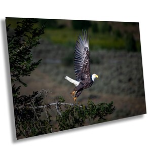 Weißkopfseeadler, Grand Teton National Park