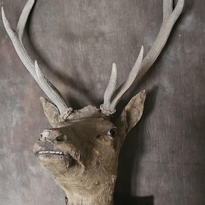 Cabeza de ciervo enorme, original y antigua, de 1800, rellena de paja, con hombros de ciervo