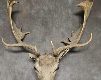 Ancien cerf victorien des années 1800 rempli de paille, tête de cerf à restaurer