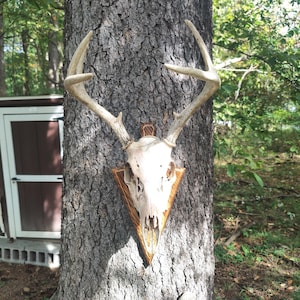 May include: A white deer skull with antlers mounted on a wooden plaque with a brown stain. The plaque is mounted on a tree trunk.