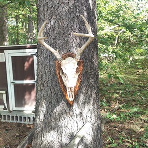 May include: A white deer skull mounted on a wooden plaque with antlers attached. The plaque is mounted on a tree trunk in a wooded area.