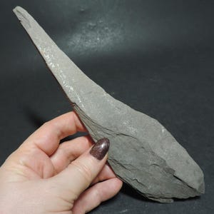 May include: A gray, elongated piece of slate rock with a pointed end. The rock has a layered texture and is held by a hand against a dark background. The slate is a natural, earthy tone.