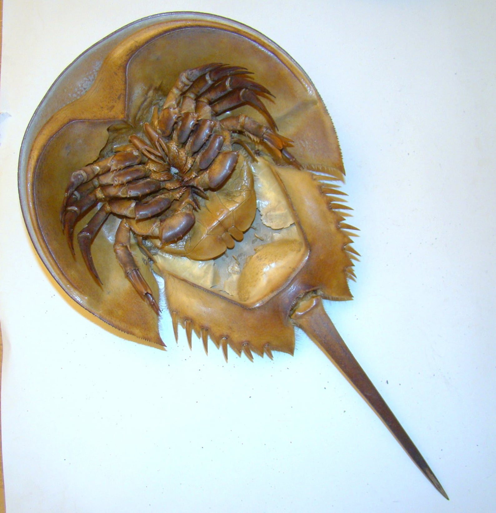 10 Inches Long FULL HORSESHOE CRAB Molt / Living Fossil of Etsy