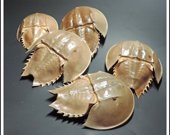 Assorted Molt Carapace of HORSESHOE CRAB SHELL for you painting, collection, crafting or any project