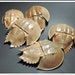 see more listings in the HORSESHOE CRAB Molts section