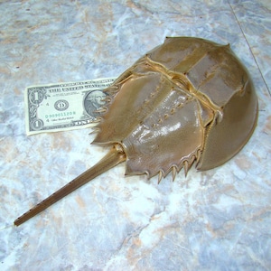 Peut inclure: Un grand crabe fer à cheval brun avec une longue queue segmentée. Le crabe est couché sur une surface de couleur claire avec un billet d'un dollar américain à côté pour l'échelle.