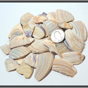 May include: A pile of small, flat, seashells with a variety of brown, white, and purple stripes. The shells are arranged in a random pattern and are about the size of a quarter.