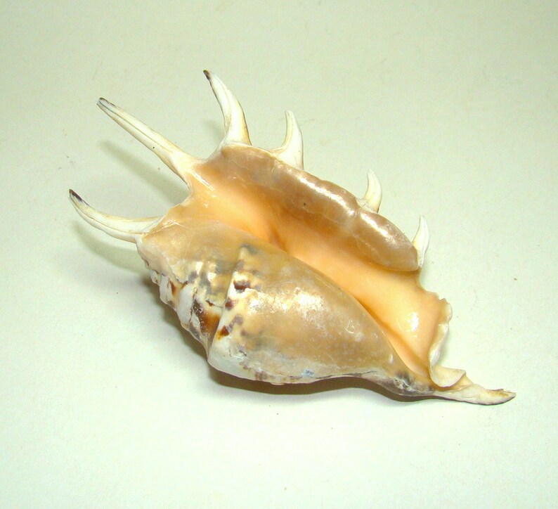 GORGEOUS 140mm Collectible SPIDER CONCH Sea Shell for Your Collection ...