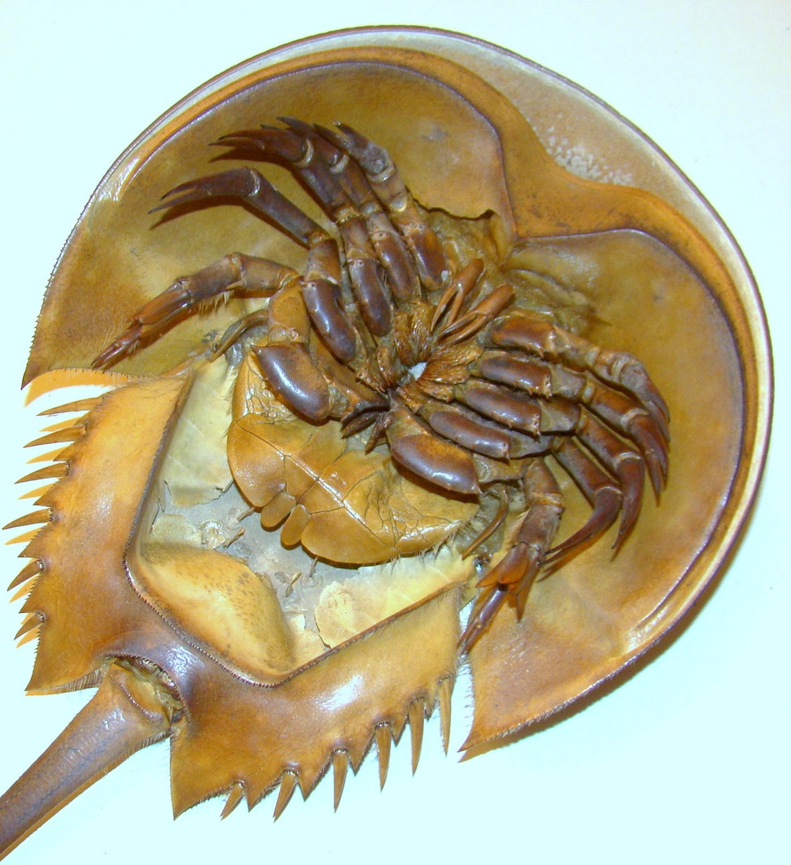 11 inches long FULL HORSESHOE CRAB Living Fossil of Atlantic Etsy