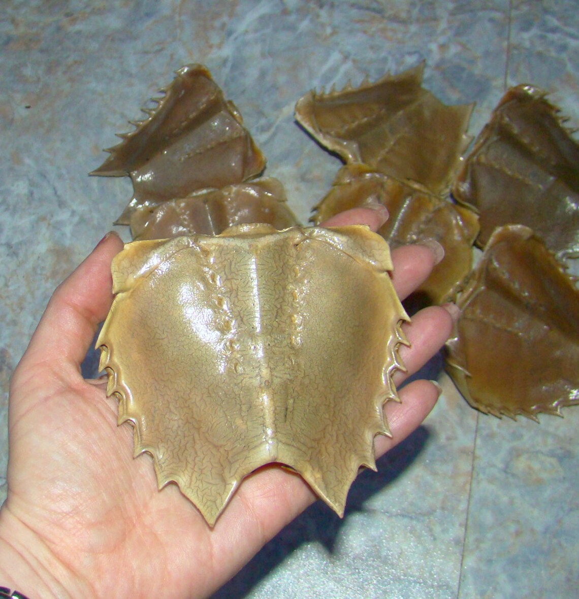 Assorted Molt Carapace of HORSESHOE CRAB SHELL for You Etsy