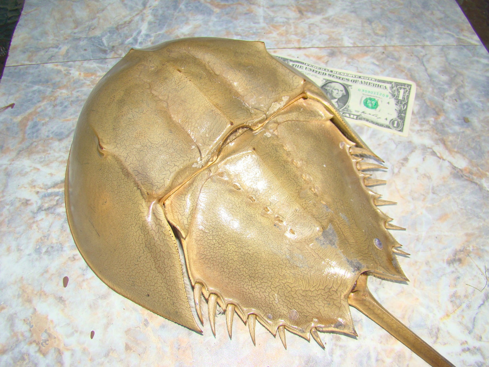Giant Lower Carapace of HORSESHOE CRAB SHELL for Your Etsy