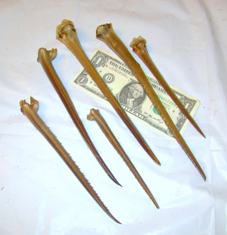 HORSESHOE CRAB TAILS Lot of 6 / for crafts decor or any Etsy