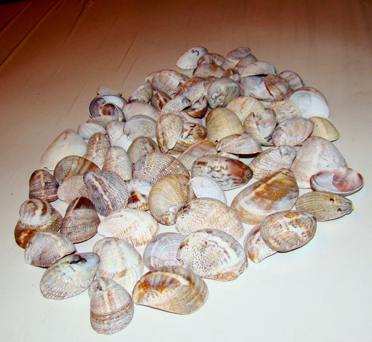 Slipper Shell Hs Code Common Slipper SHELLS for Your Home Decor or Crafts / Lot of 32 Pieces ...