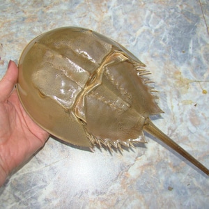 11 inches long FULL HORSESHOE CRAB Living Fossil of Atlantic Ocean //  for your collection or any project