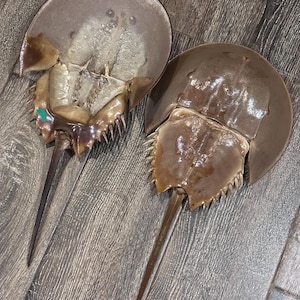 May include: Two horseshoe crabs are displayed on a wooden surface. The crabs have a brown, rounded shell with a long, pointed tail. One crab is open, revealing its underside. The other crab is closed, showing its shell.