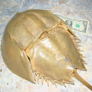 HORSESHOE Crab Tails / for crafts, decor or any project image 5