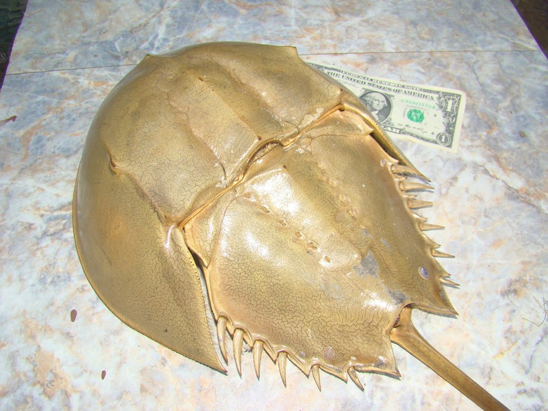 HORSESHOE Crab Tails / for crafts, decor or any project image 5