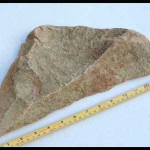 May include: A rough-hewn, irregularly shaped sandstone rock in shades of tan and brown. A yellow measuring tape is placed alongside the rock, showing measurements in inches. The rock appears to be approximately 13 inches long.