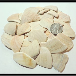 May include: A collection of light beige seashells with a quarter for size comparison. The shells have a fan-like shape with subtle, natural patterns. The shells are arranged on a white surface, creating a natural, coastal theme.
