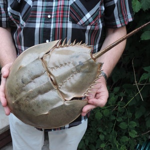 16 inches long FULL HORSESHOE Crab molt / Living Fossil of Atlantic Ocean //  for your collection or any project