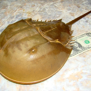 14 inches long FULL HORSESHOE CRAB Living Fossil of Atlantic Ocean //  for your collection or any project