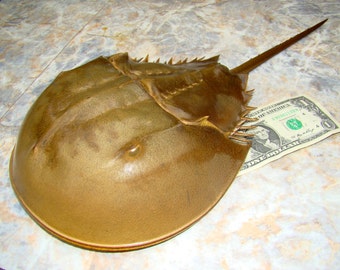 14 inches long FULL HORSESHOE CRAB Living Fossil of Atlantic Ocean //  for your collection or any project