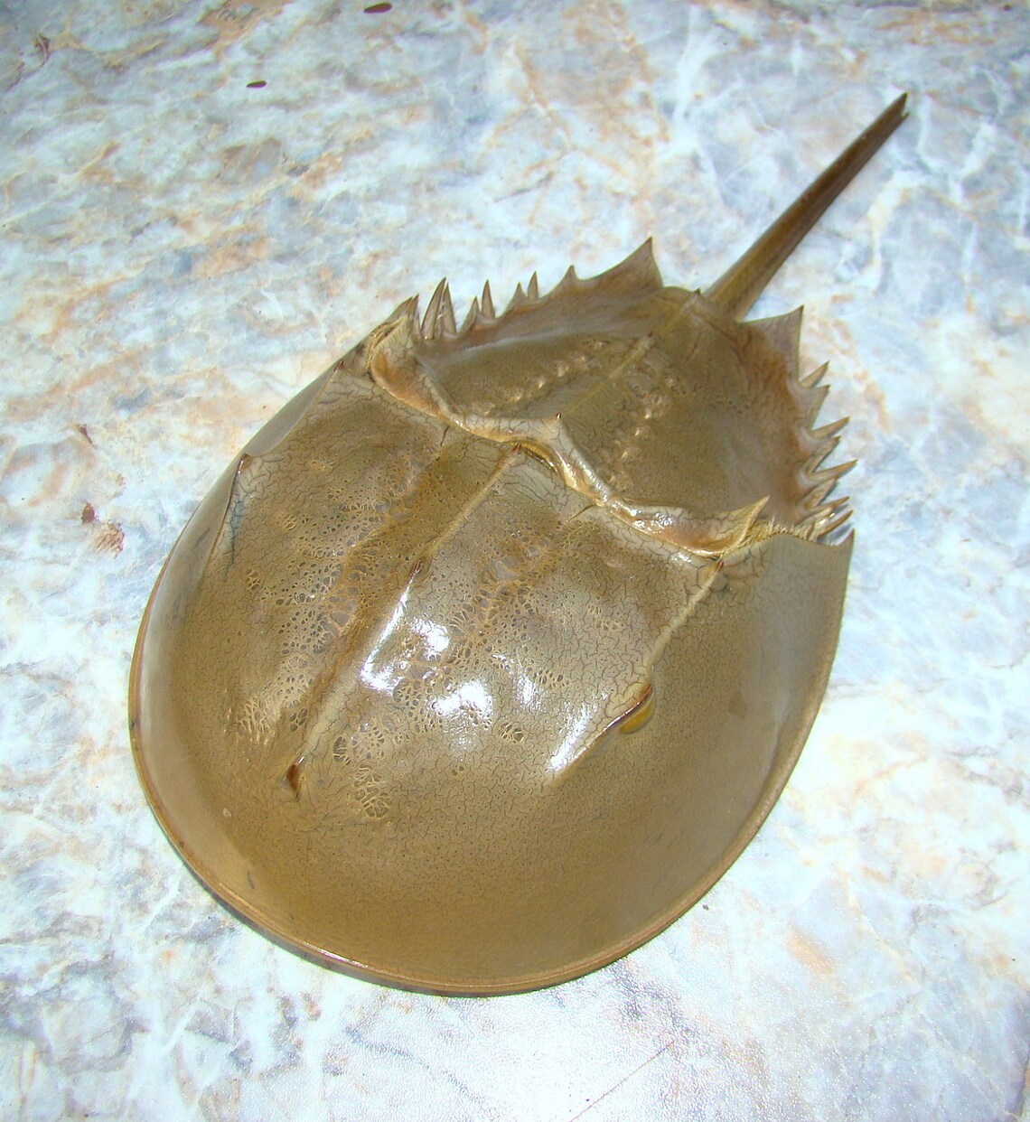11 inches long FULL HORSESHOE CRAB Living Fossil of Atlantic Etsy
