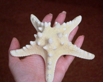 5 - 5 1/2 inches long light olive STARFISH for your collection,  home decor or beach wedding decoration. Beach house decor.