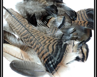 Ethically collected natural feathers of wild turkey, beard feather / Mix set/ for crafting, home decor or collecting / DD78