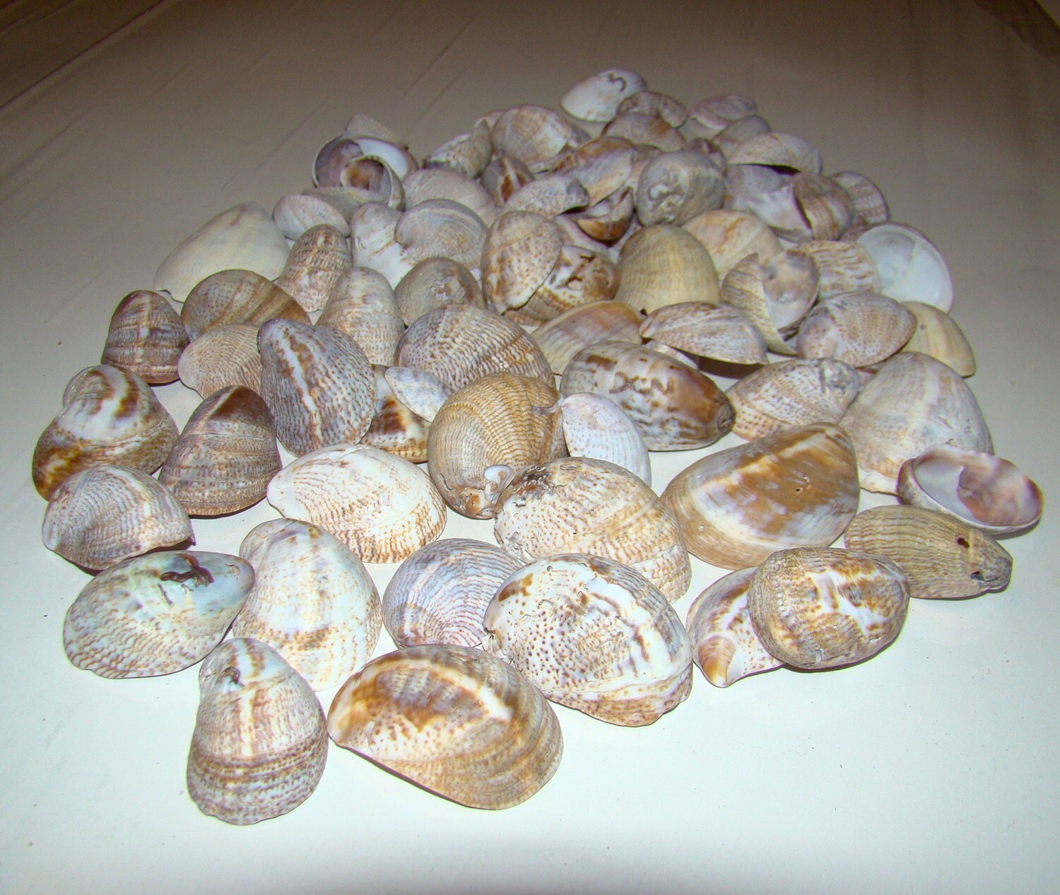 Slipper Shell Hs Code Common Slipper SHELLS for Your Home Decor or Crafts / Lot of 32 Pieces ...